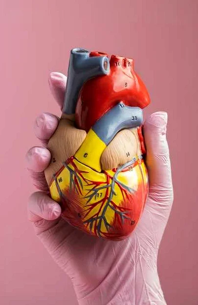Сосуды, что переносят кровь от сердца: функции и названия