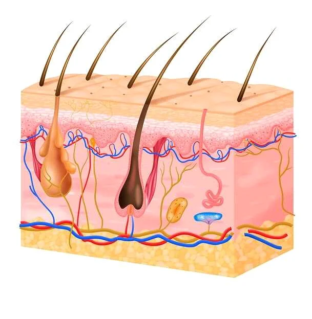 Микроспория гладкой кожи: причины, симптомы и лечение