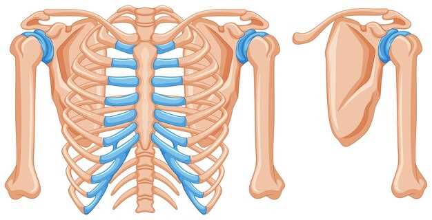 Функции остеона: роль в образовании и поддержке костной ткани