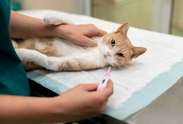 Причины появления признаков крови в моче у беременной кошки